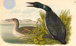 Two Loons