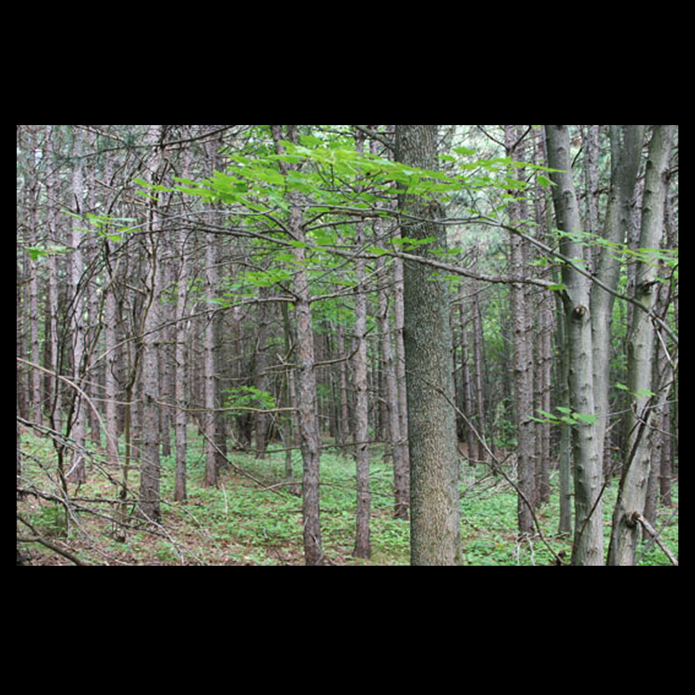 Photograph 3