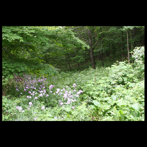 Photograph 6