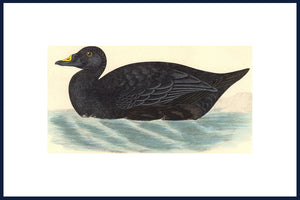 Black Duck2